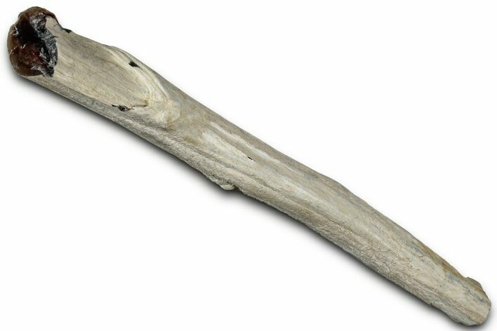 Petrified Wood Limb Section - Nevada #326701